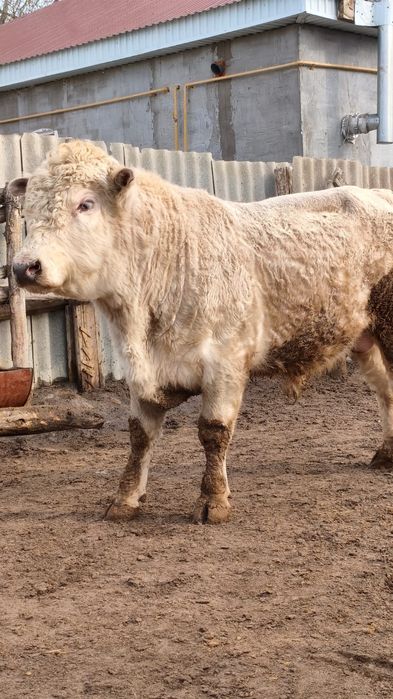 Әулие көл бұқа сатылады.