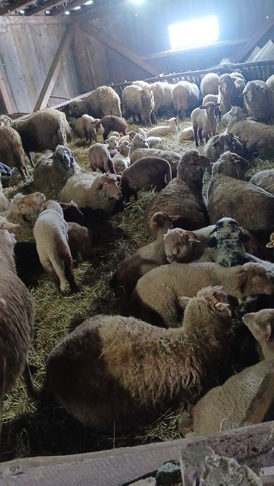 Vând oi tinere cu miei