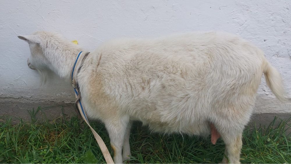 Орыс ешкі сатылады Сүтті