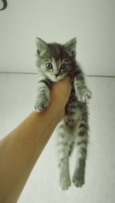 Отдам кошку бесплатно