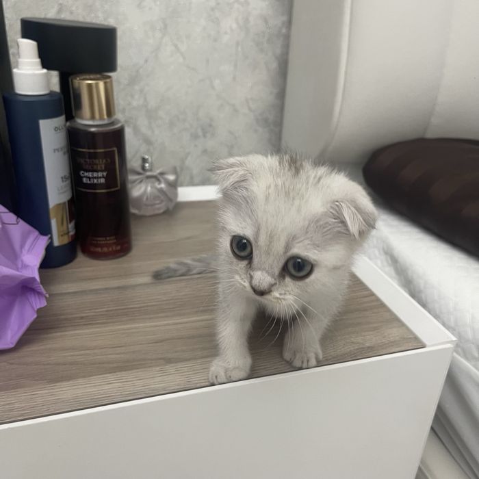 Вислоухий шотландец