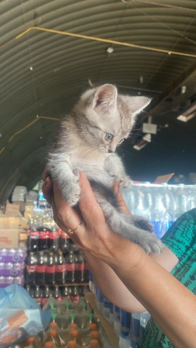 Отдам котят в добрые руки