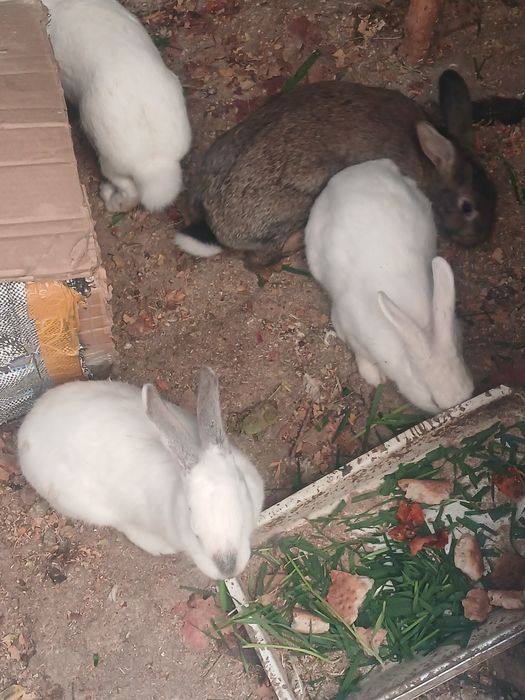 Куёнлар сотилади суйибхам бериш хизмати бор