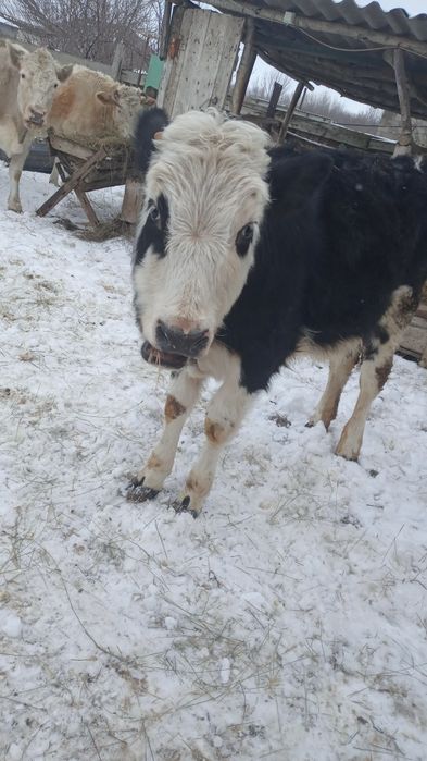 Телочка, 8 месяцев