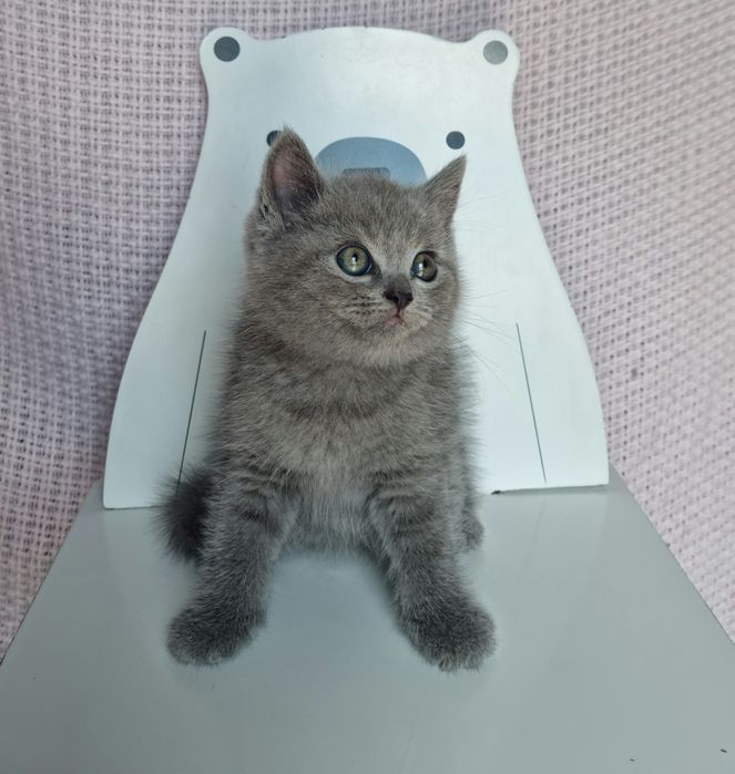 Pui  British Shorthair Blue