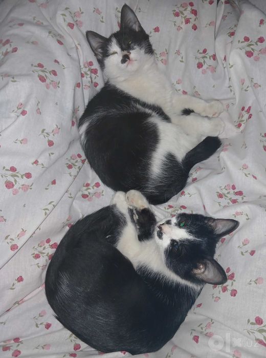 Котята отдается в добрые руки