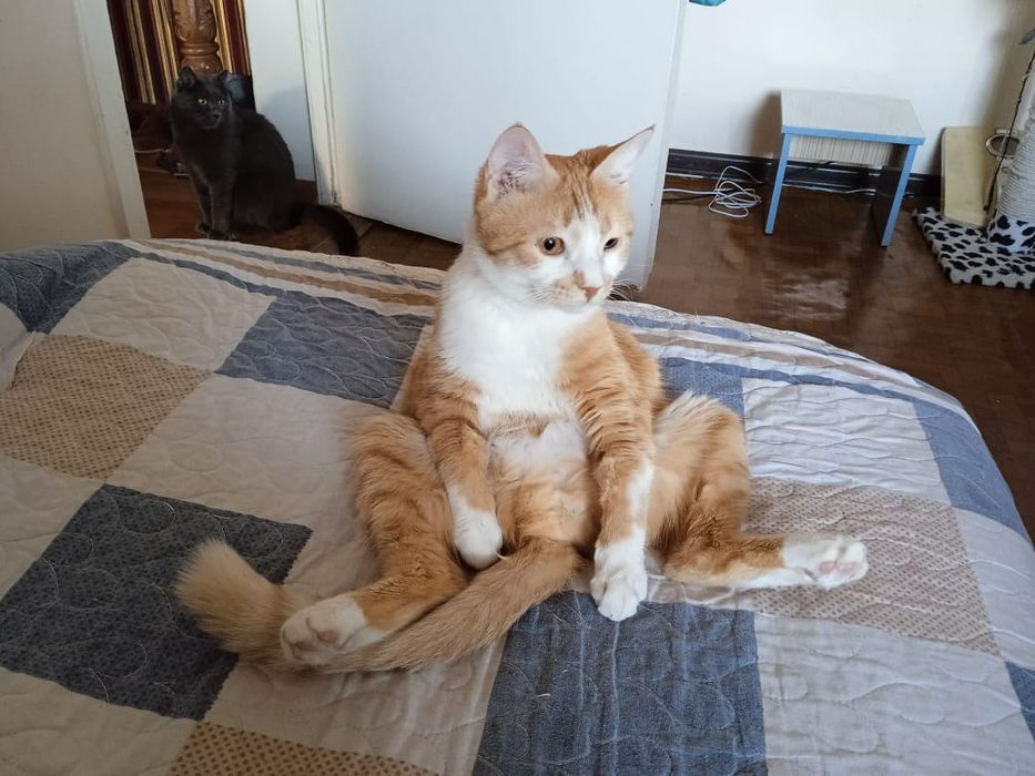 Передержка домашних животных