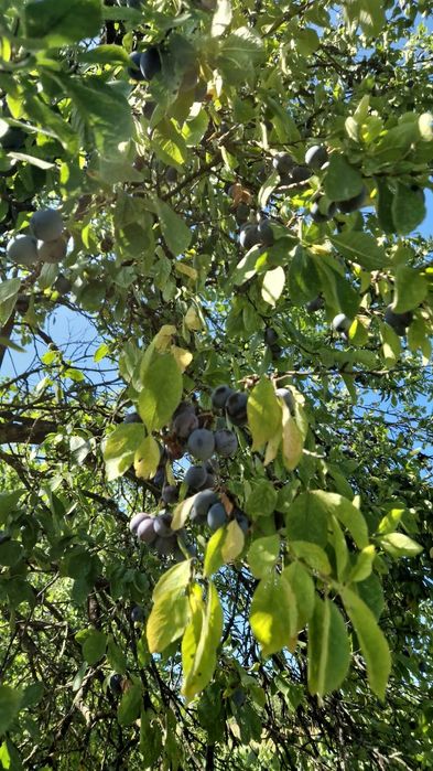 Prune de vânzare