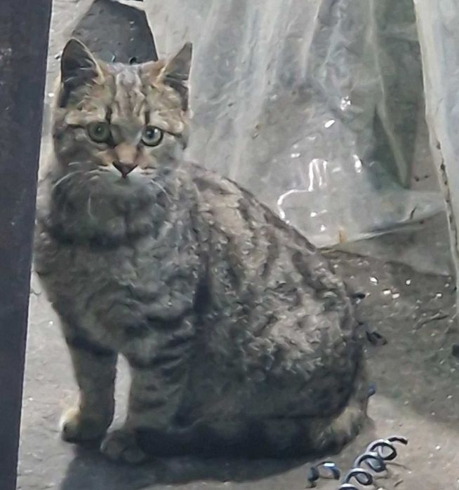 Подарявам две котета