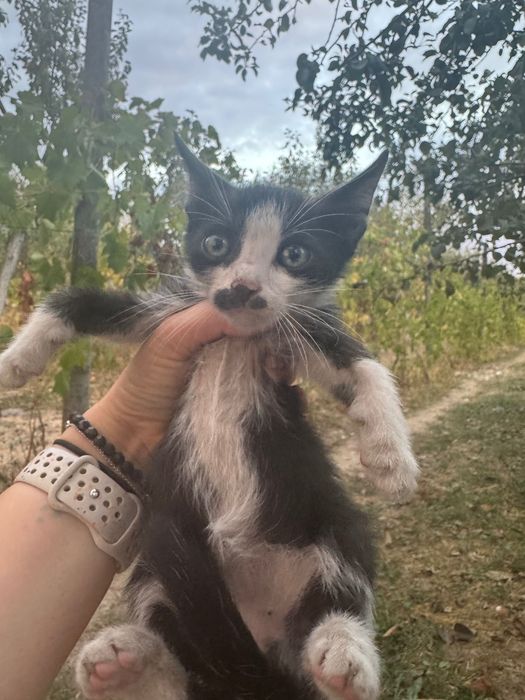 Dau spre adoptie pisic alb negru aprox 1 luna