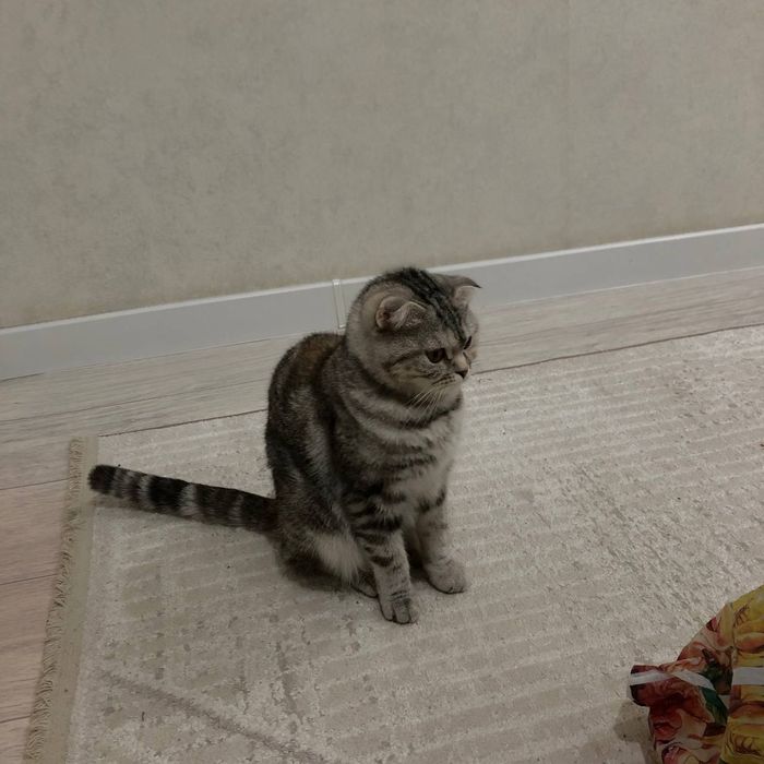 Шотландский котята