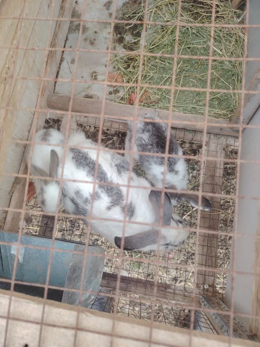 Quyon va quyon bollari