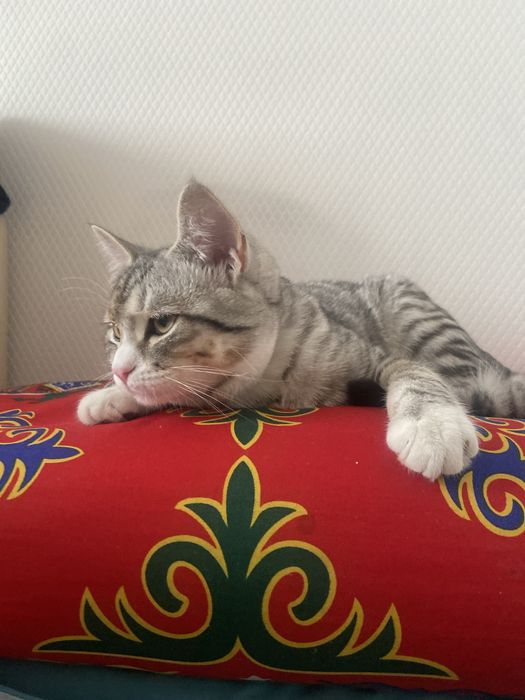 Продаеться британский кот.