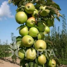 Pomi fructiferi columnari perfecti pt spatii restranse