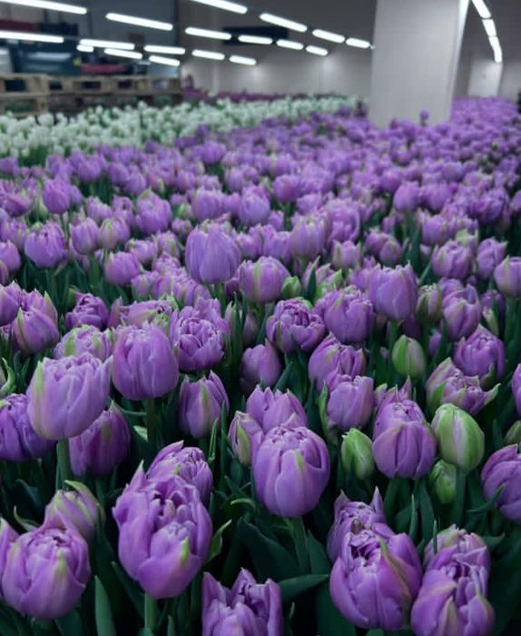 Тюльпаны разные цвета,сорта