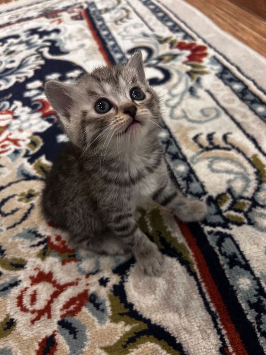 Шотландские котята — мальчик и девочка