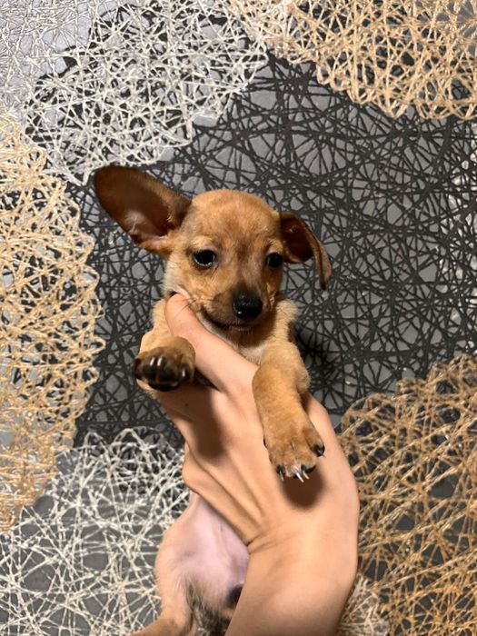 Продаётся щенок карликового пинчера