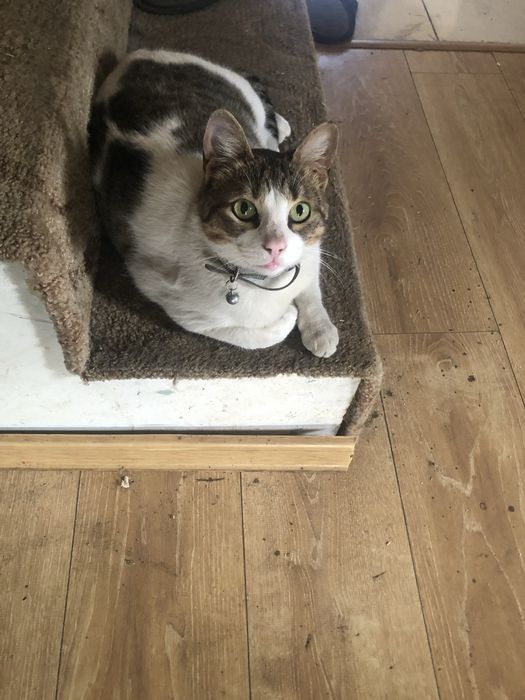 Pet sitter / cazare animalute