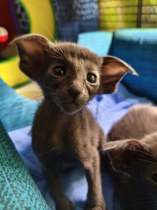 Ориентальные котята экстрим