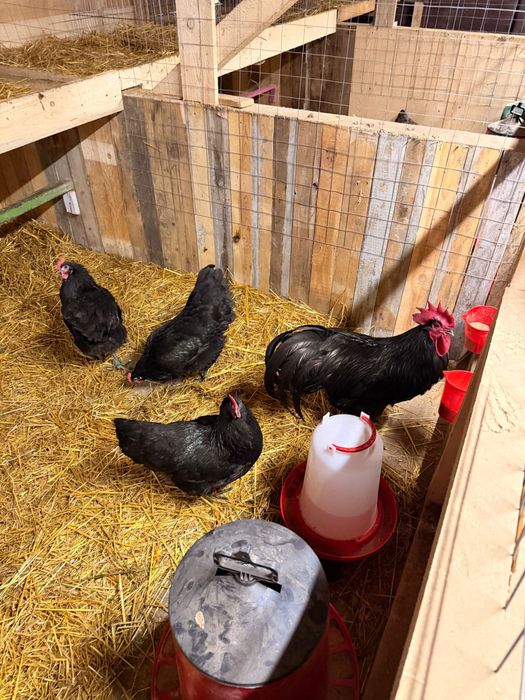 Gaini Australorp Negru cu inel