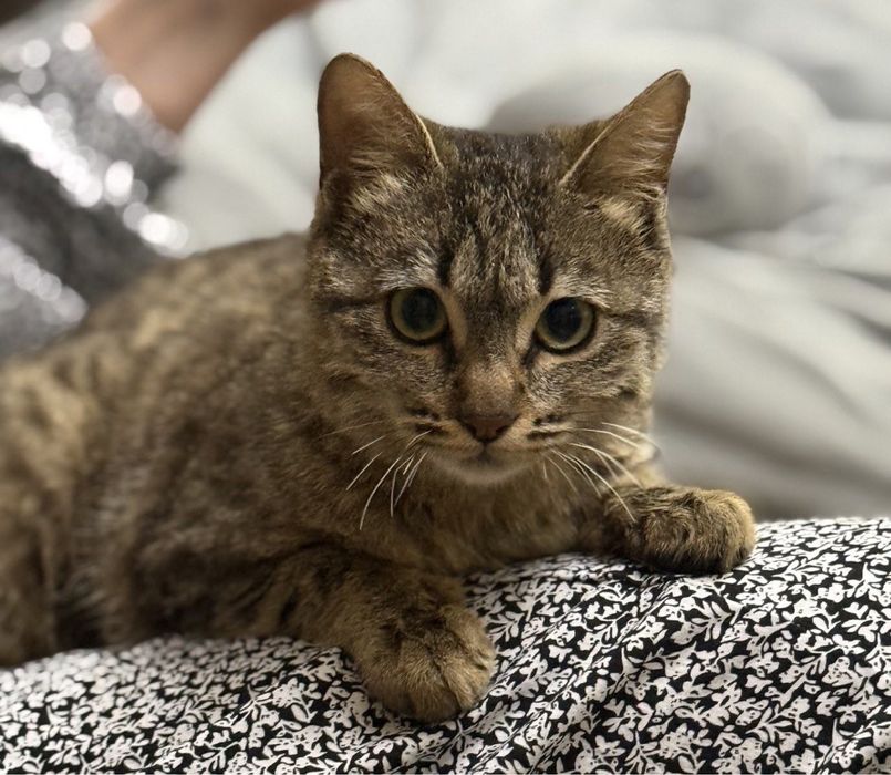 Котенок девочка 4 месяца отдадим в хорошие руки