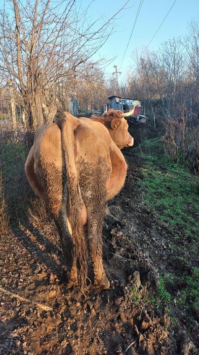 Vaca de vânzare a fătat acum 3 zile un tauras se vând împreuna