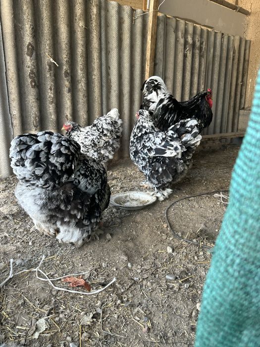 мрамор брама тухумлари