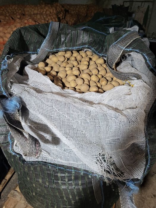 Cartofi sămânță Marabel, înmulțirea a 2a