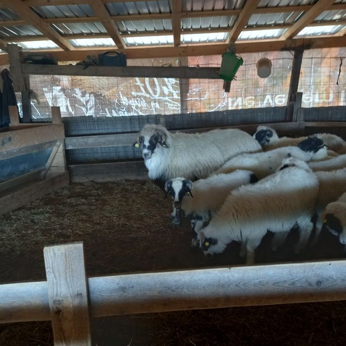 Berbec de vânzare