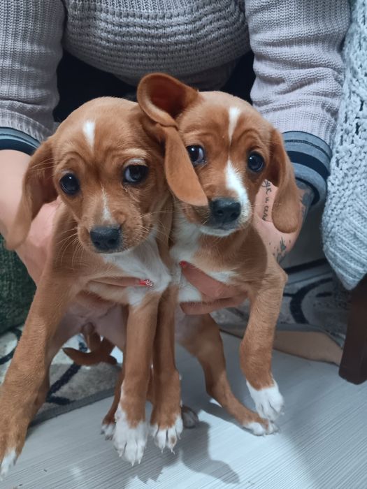 Продавам кученца