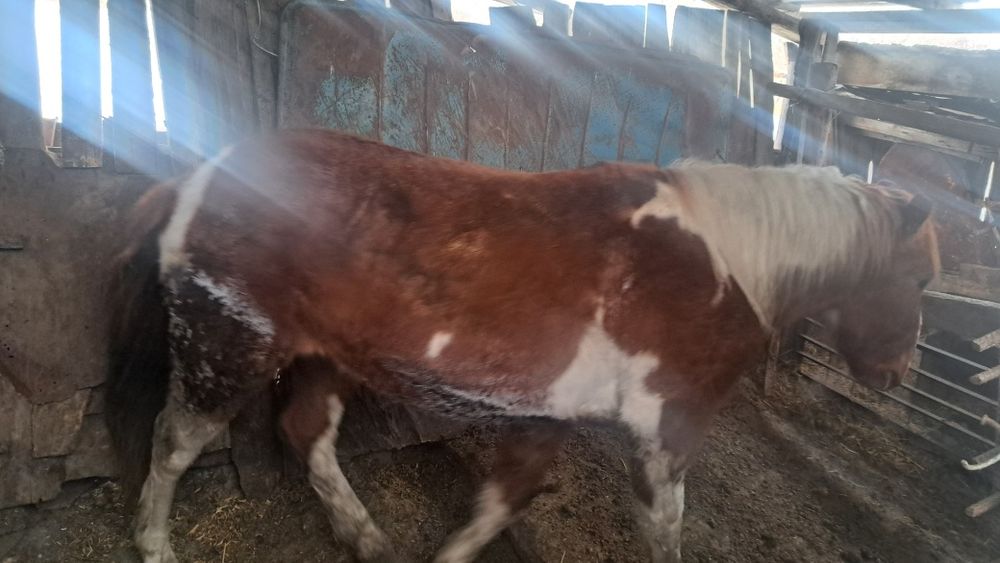 Продам Құнан. СКО