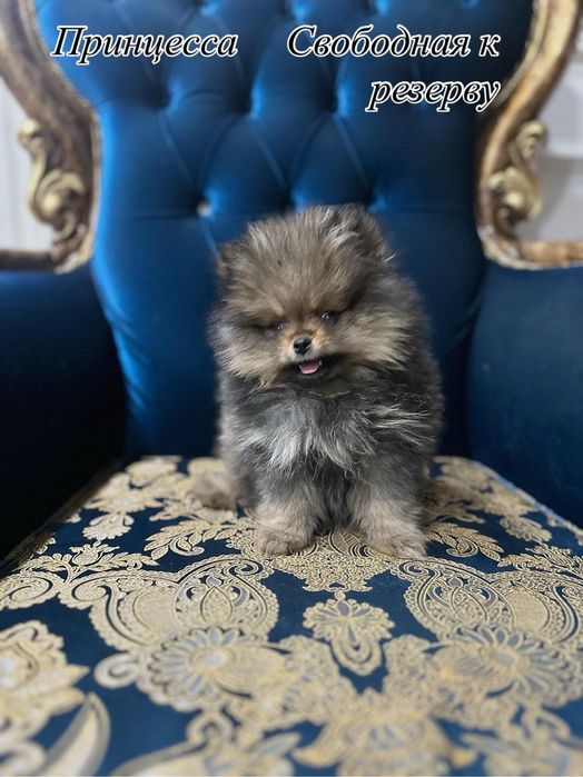 Померанский шпиц 3 мес дева