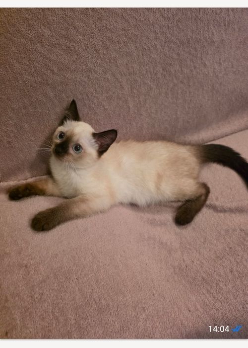 Котёнок,ищет дом