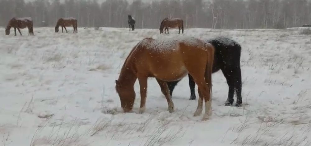 Продам табун лошадей