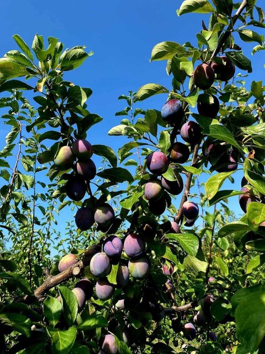 Vând prune rotunde cărnoase