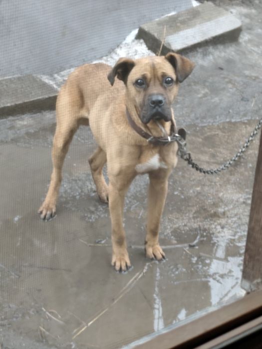 Подарявам куче пазач.Верен приятел.