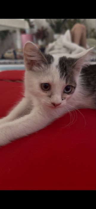 Котенок дам бесплатно