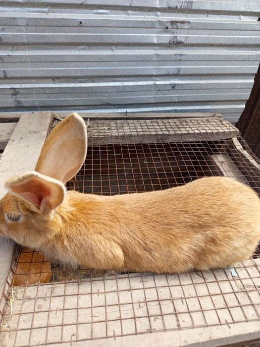 Продаётся кролики