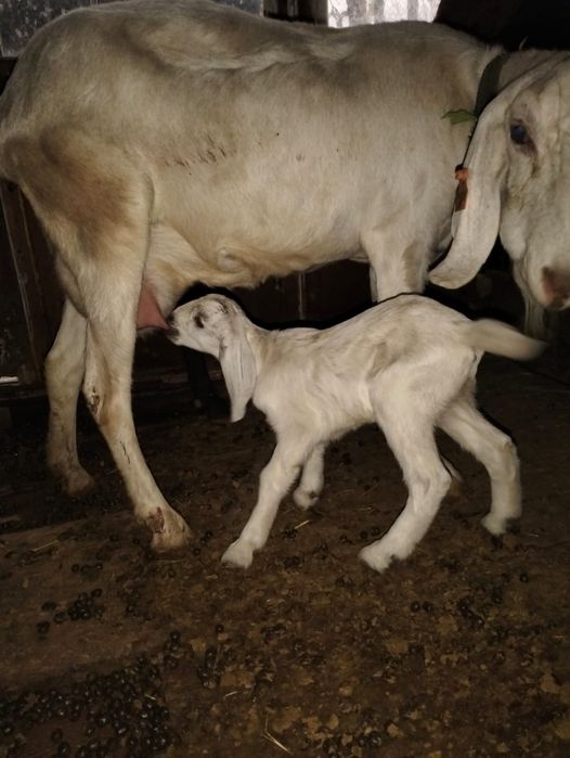Породный ешкілер сатылады