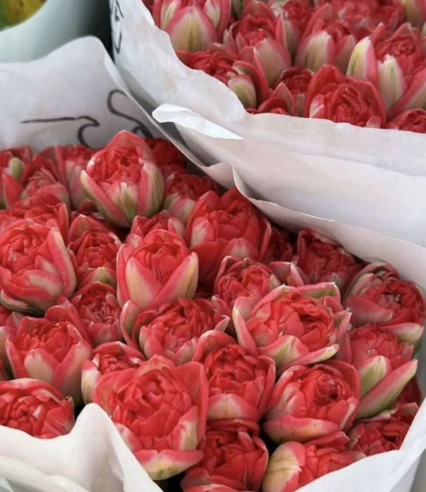 Гулдер, Кызгалдактар голландия