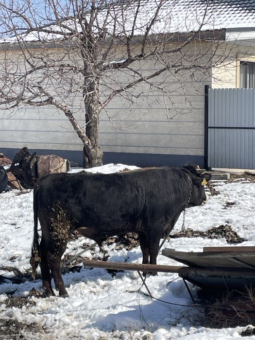 Бык буга откормленый