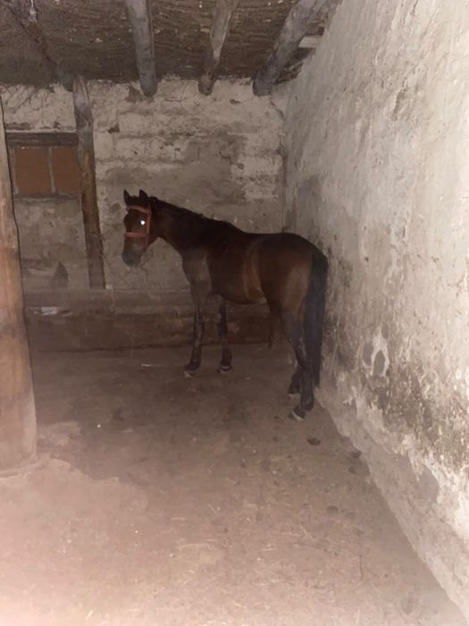 Тай сатылады айырбастаймын