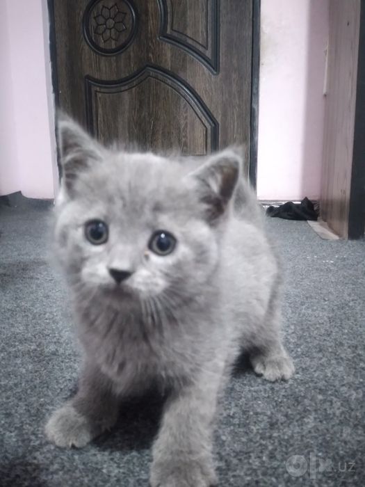 Scottish Fold zot mushuk