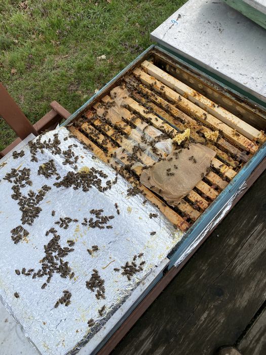 Vanzare famili albine