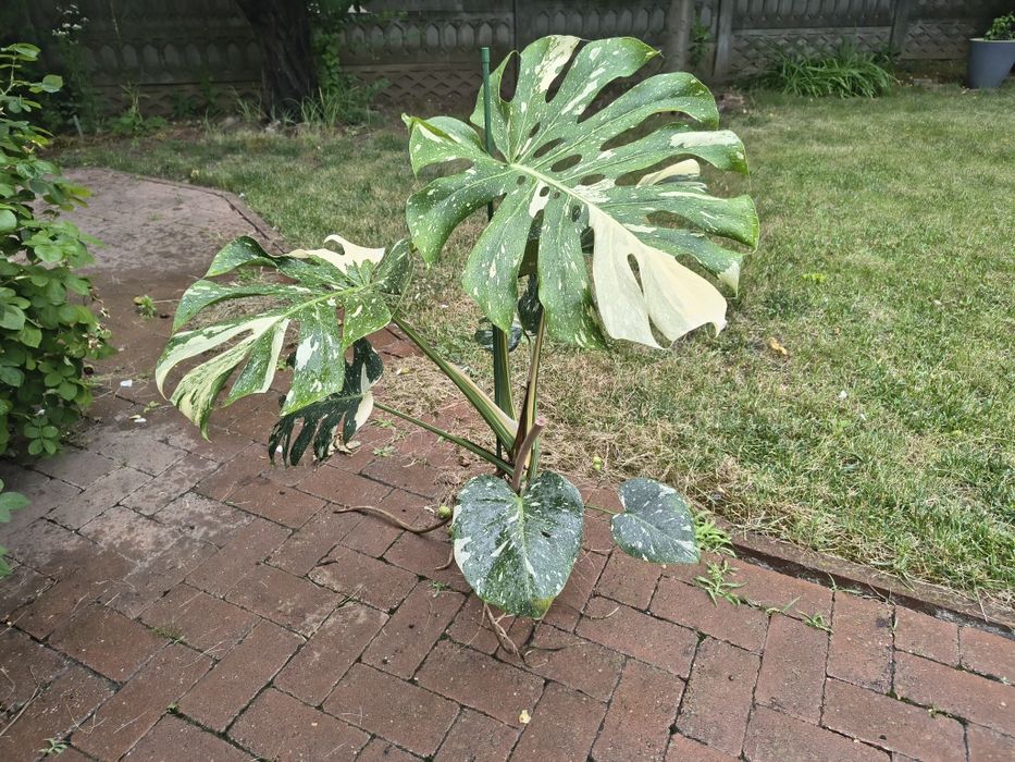 Monstera Thai Constellation