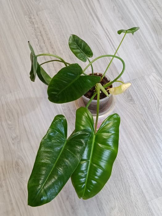 Продам домашние растения