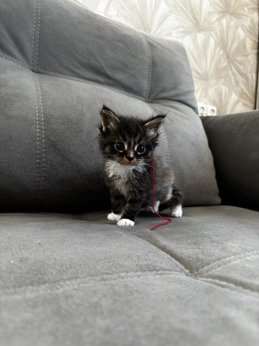 Котята мейн-куны в продаже