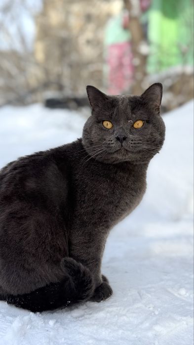 Отдам кота британца, ищу дом