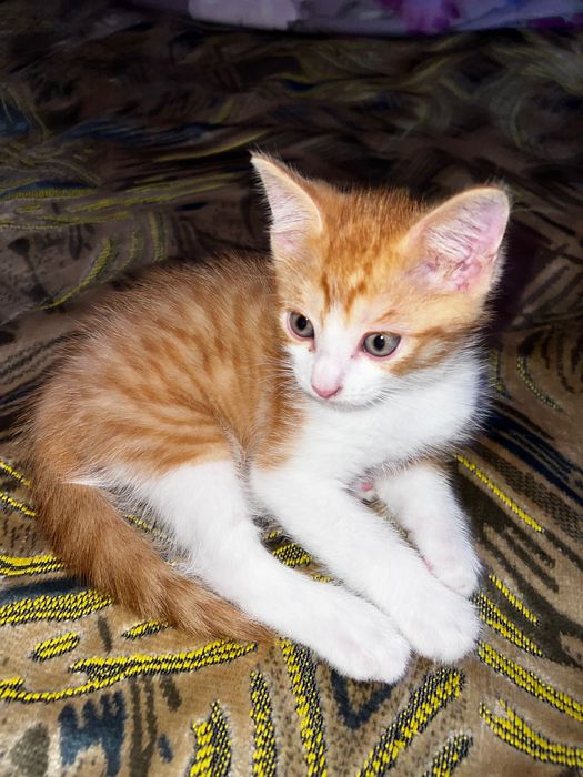 Котенок(мальчик)