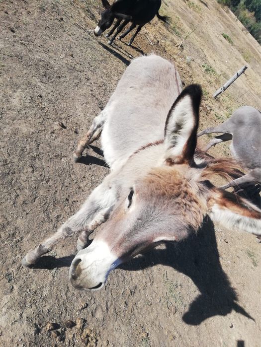 Magar tanar de la magarita bun de lapte